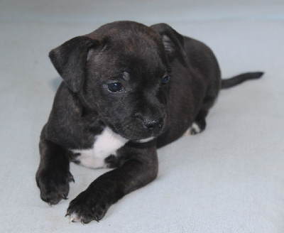 Les chiots de Staffordshire Bull Terrier