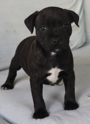 Les chiots de Staffordshire Bull Terrier