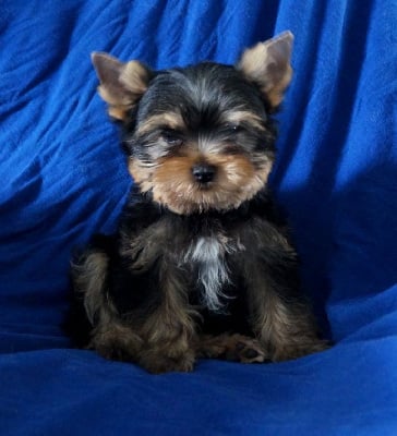 Les chiots de Yorkshire Terrier