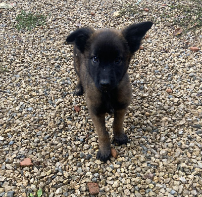 Les chiots de Berger Belge