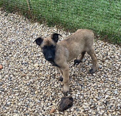 Les chiots de Berger Belge