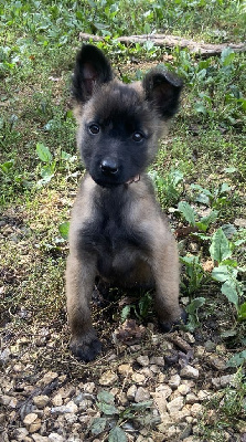 Les chiots de Berger Belge