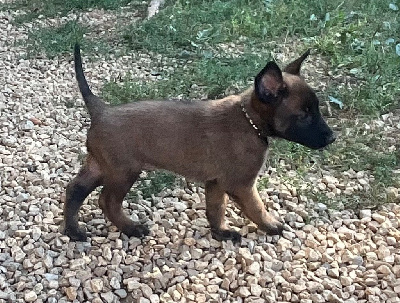 Les chiots de Berger Belge