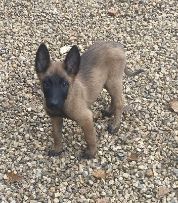 Les chiots de Berger Belge