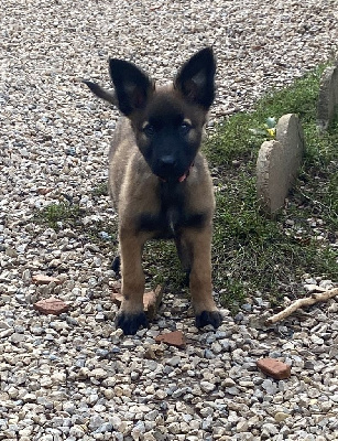 Les chiots de Berger Belge