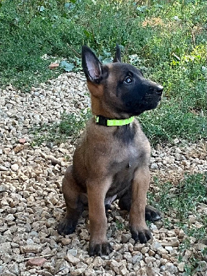 Les chiots de Berger Belge