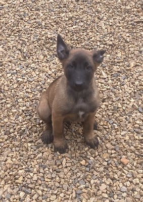 Les chiots de Berger Belge