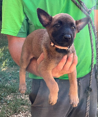 Les chiots de Berger Belge