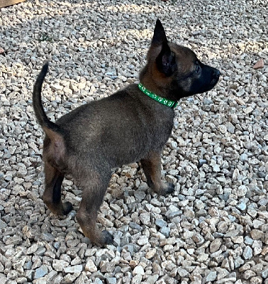 Les chiots de Berger Belge