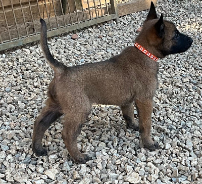 Les chiots de Berger Belge