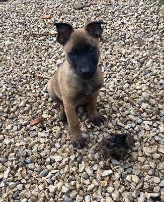 Les chiots de Berger Belge