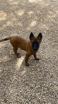 Les chiots de Berger Belge