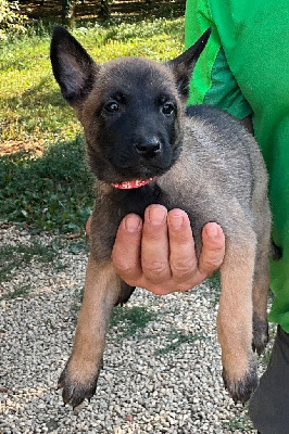 Les chiots de Berger Belge