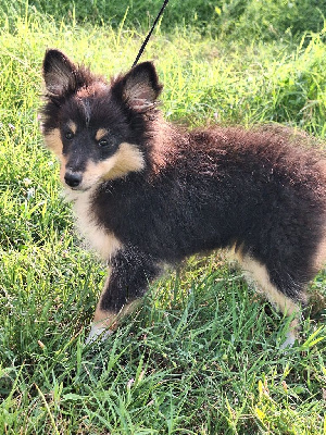 Les chiots de Shetland Sheepdog