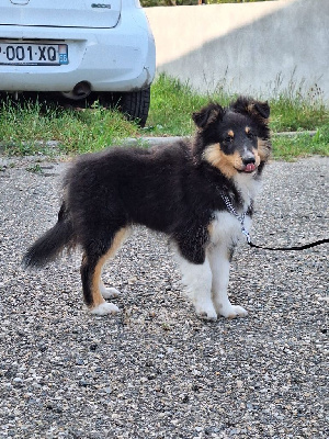 Les chiots de Shetland Sheepdog