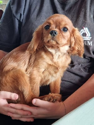 venise - Cavalier King Charles Spaniel