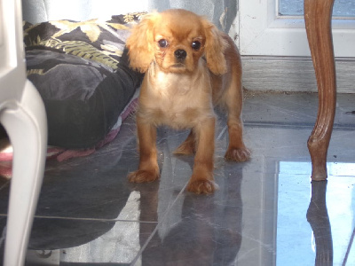 Les chiots de Cavalier King Charles Spaniel