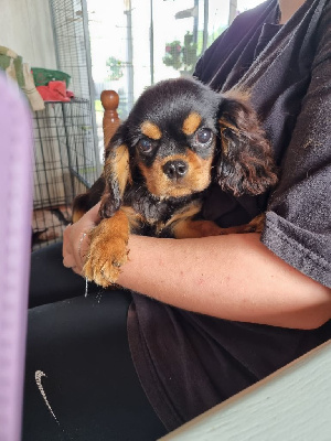 Les chiots de Cavalier King Charles Spaniel