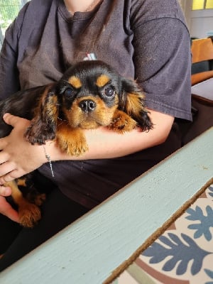 velvet - Cavalier King Charles Spaniel