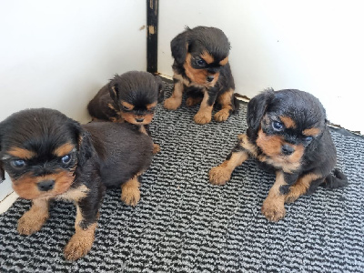 Les chiots de Cavalier King Charles Spaniel