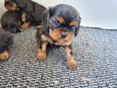 Les chiots de Cavalier King Charles Spaniel