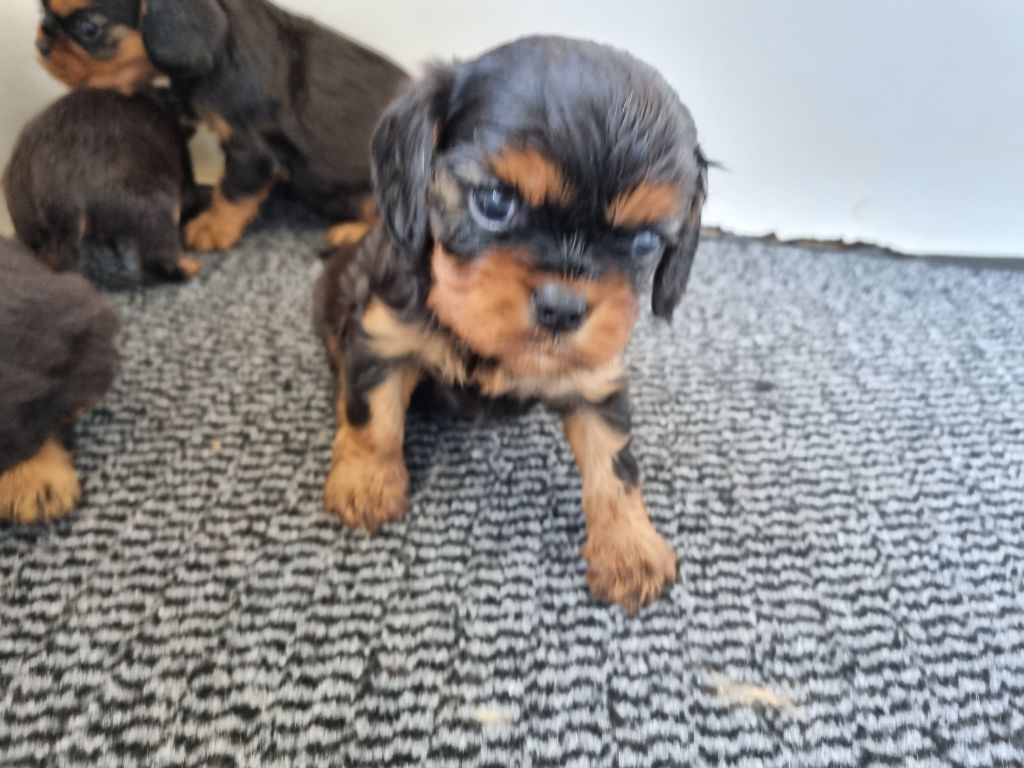 CHIOT 1 - Cavalier King Charles Spaniel