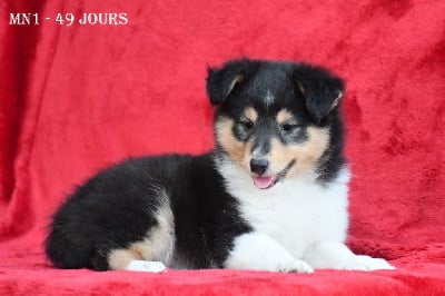 Les chiots de Shetland Sheepdog