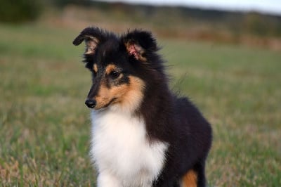 Les chiots de Shetland Sheepdog