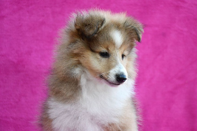 Les chiots de Shetland Sheepdog