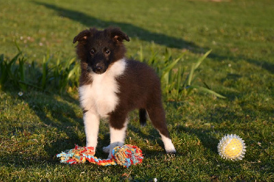 Les chiots de Shetland Sheepdog