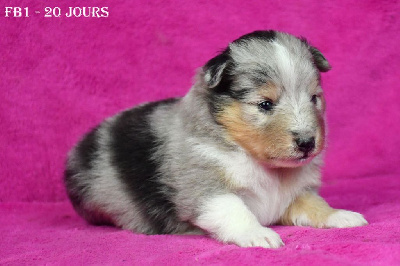 Les chiots de Shetland Sheepdog