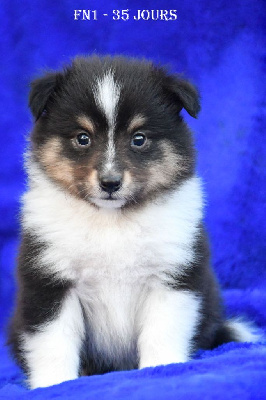 Les chiots de Shetland Sheepdog