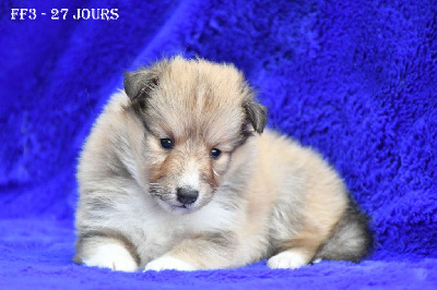 Les chiots de Shetland Sheepdog