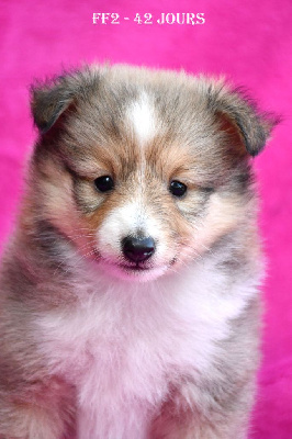 Les chiots de Shetland Sheepdog