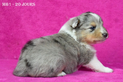 Les chiots de Shetland Sheepdog