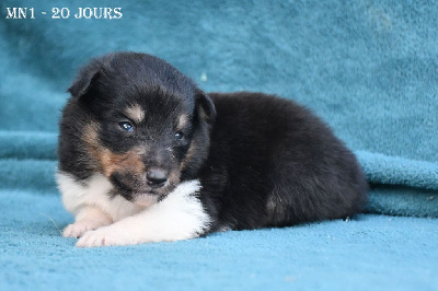 Les chiots de Shetland Sheepdog