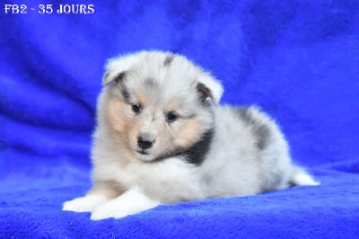 Les chiots de Shetland Sheepdog