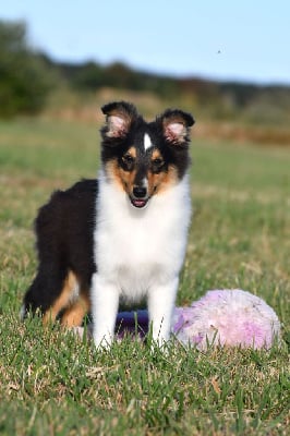 Les chiots de Shetland Sheepdog