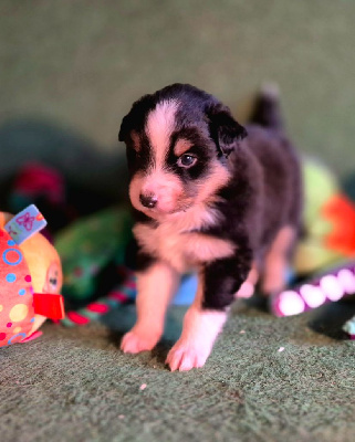 Les chiots de Berger Australien