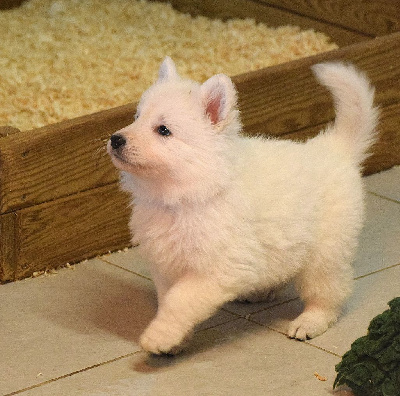 Les chiots de Berger Blanc Suisse