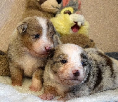 Les chiots de Berger Américain Miniature 