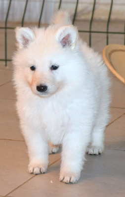 Les chiots de Berger Blanc Suisse