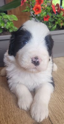 CHIOT 4 - Bearded Collie