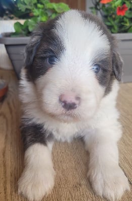 CHIOT 2 - Bearded Collie