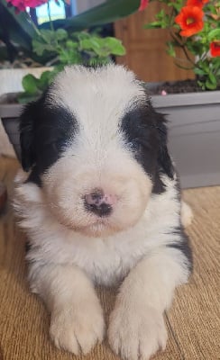 CHIOT 8 - Bearded Collie