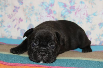 Les chiots de Bouledogue français