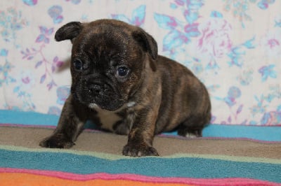 Les chiots de Bouledogue français