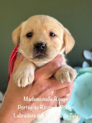 Mademoiselle Sable collier Rouge - Labrador Retriever