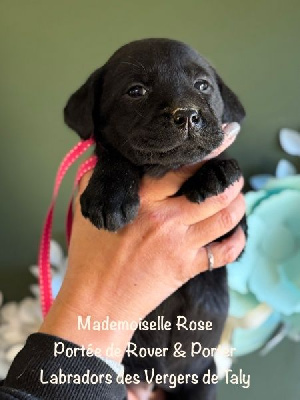 Mademoiselle Noir collier Rose - Labrador Retriever