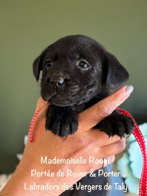 Mademoiselle Noir collier Rouge - Labrador Retriever